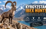 Kyrgyzstan ibex hunts